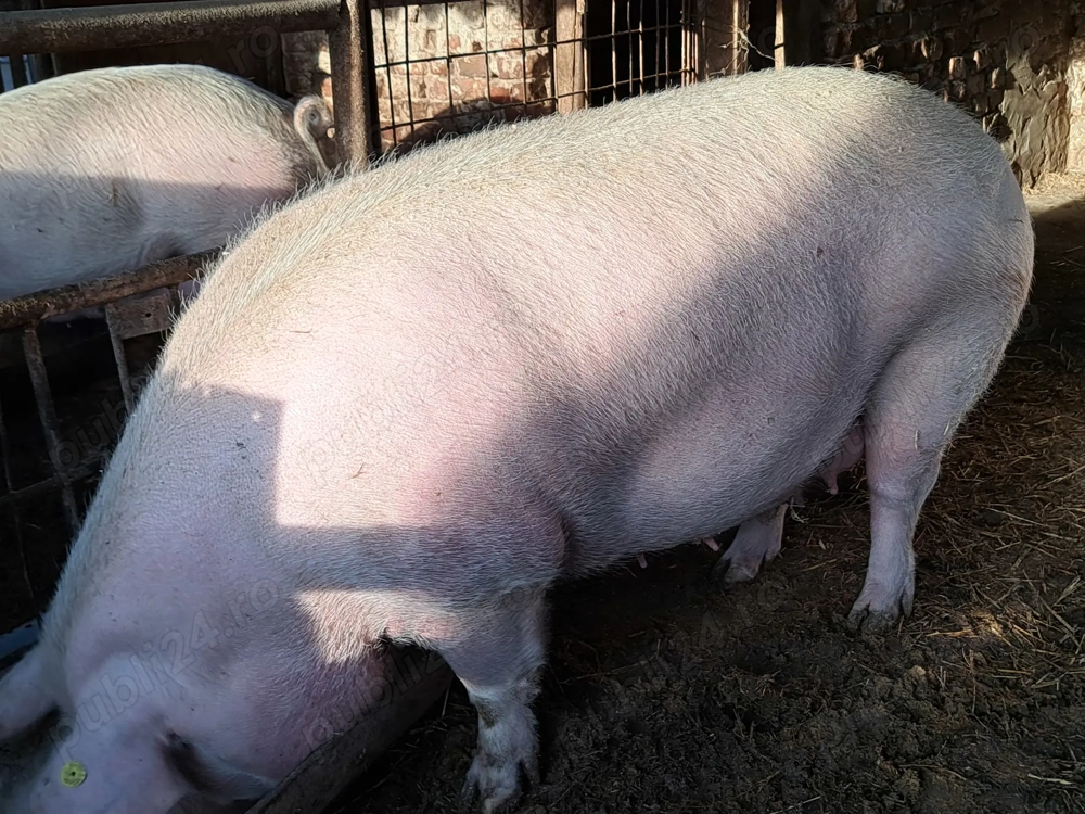 Scrofita a fata de vinzare