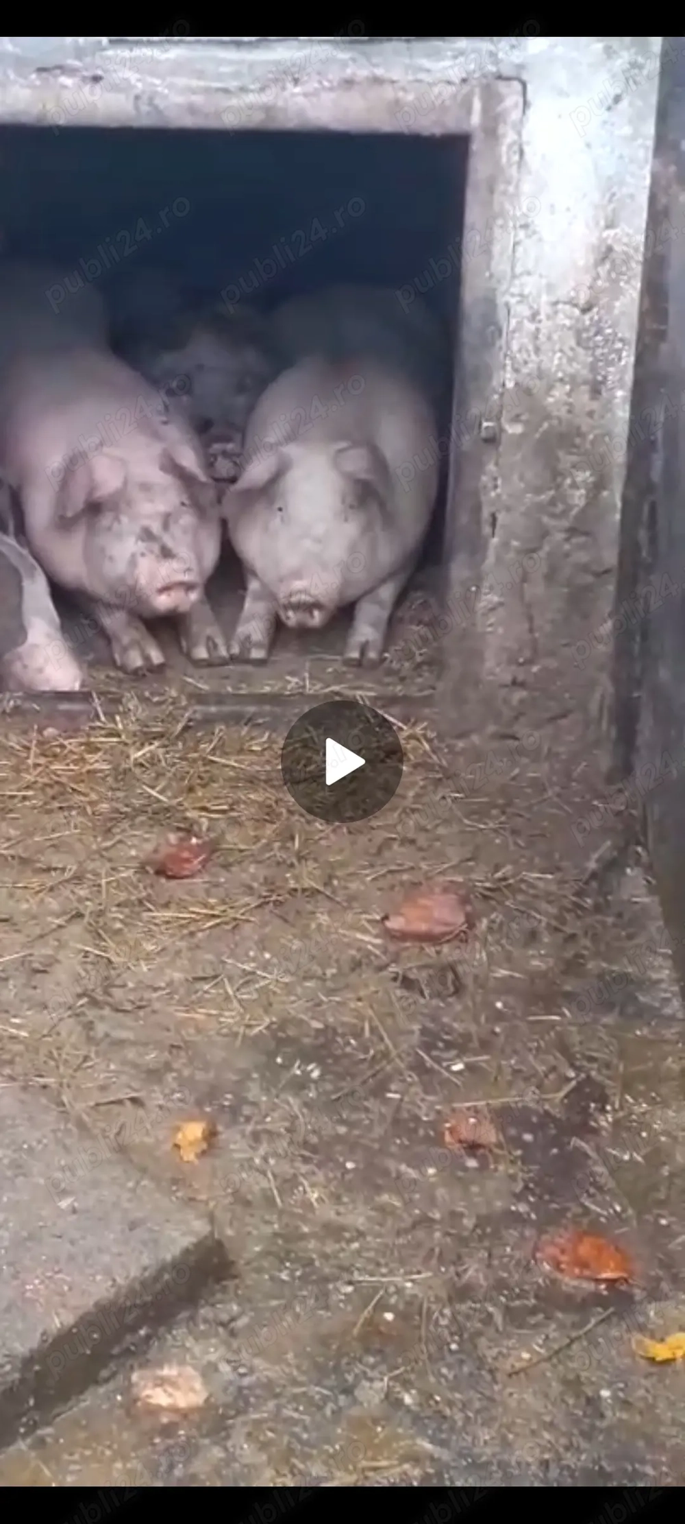 Vând porci 17 lei kg 