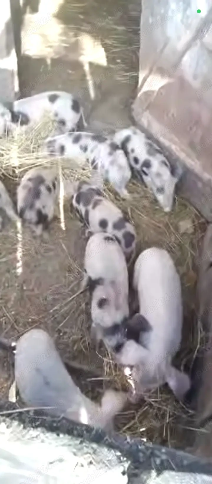 Vând porci 50 60 kg și purcei de 9saptamani 