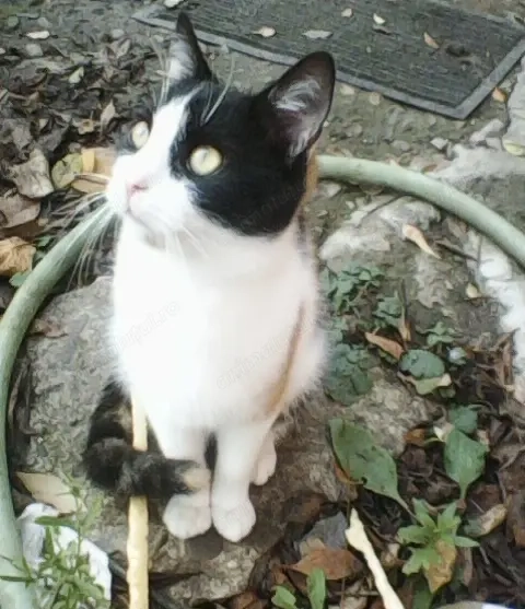 ofer spre adopție pui de pisica 