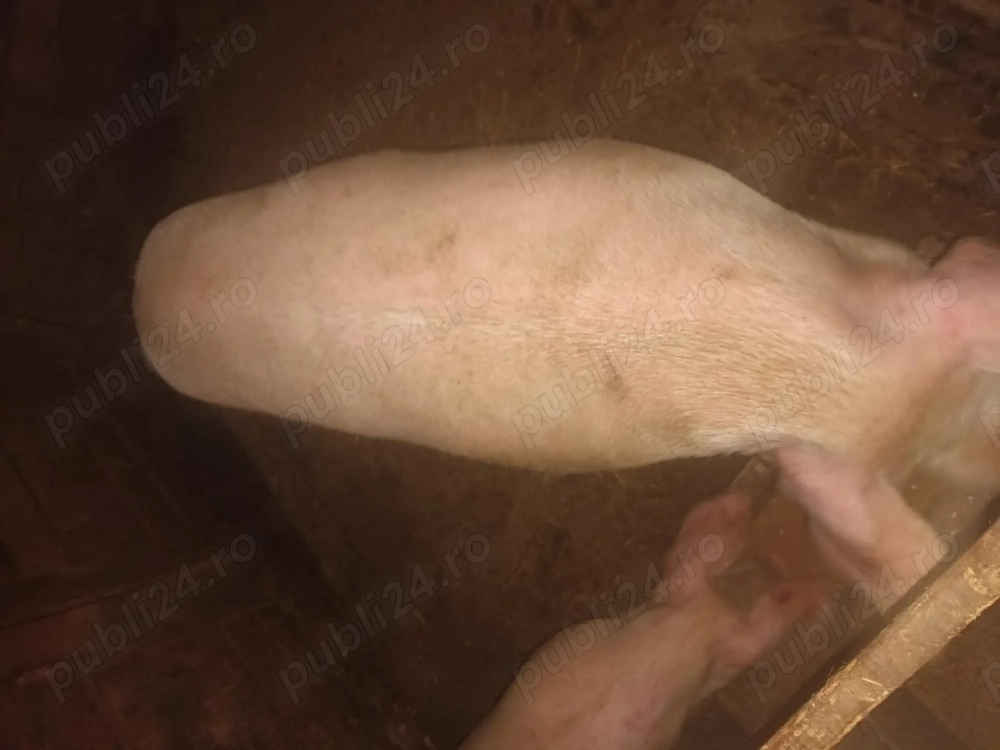 Vând 3 porci pe ales crescuți natural între 100 și 200 de kg