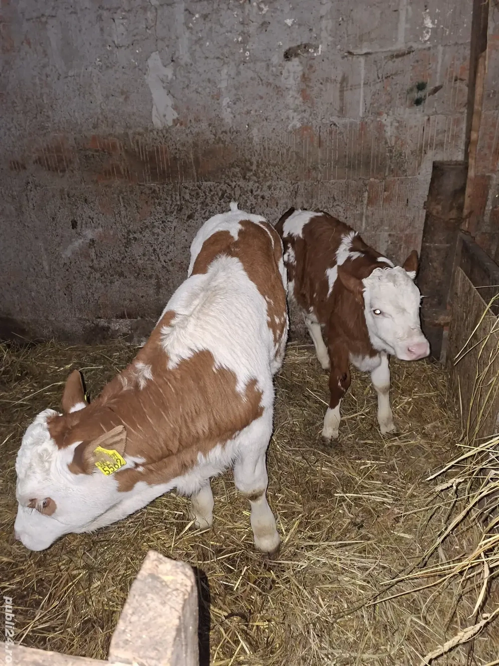 vand 2 vitei de 5 saptamani 