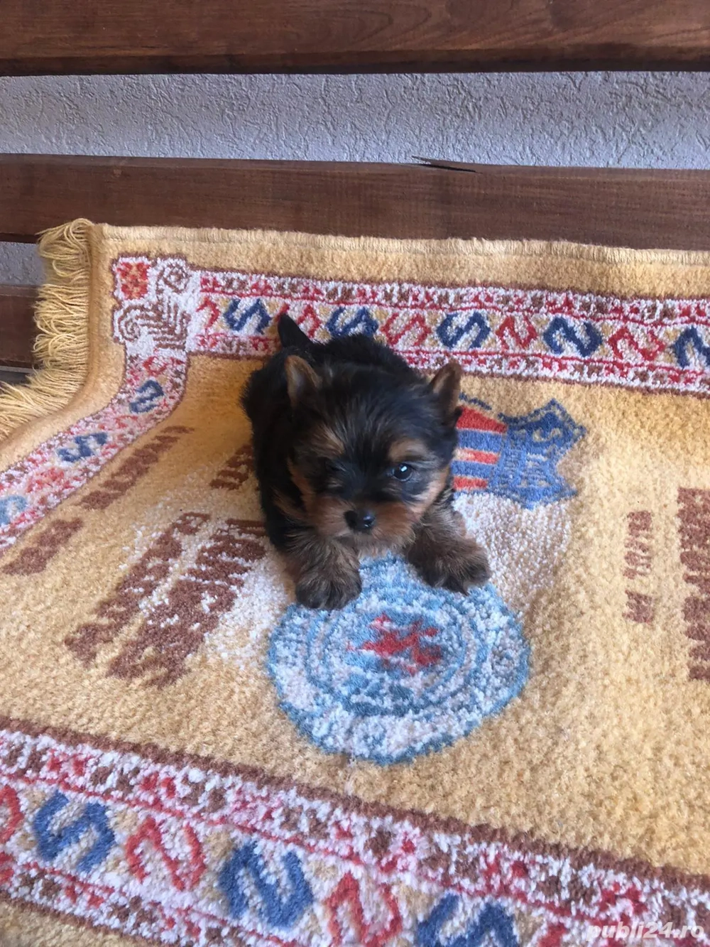 Yorkshire Terrier Toy de rasa pura cu vaccin și deparazitați și carnet se pot vedea și părinți. 