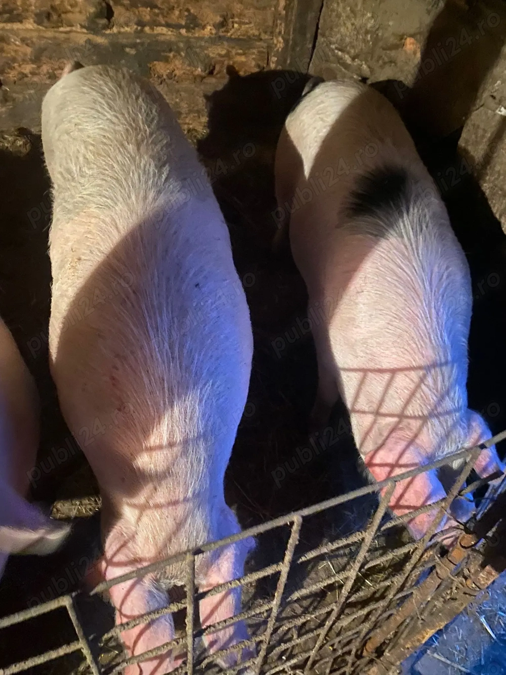 Vand porci crescuti natural.