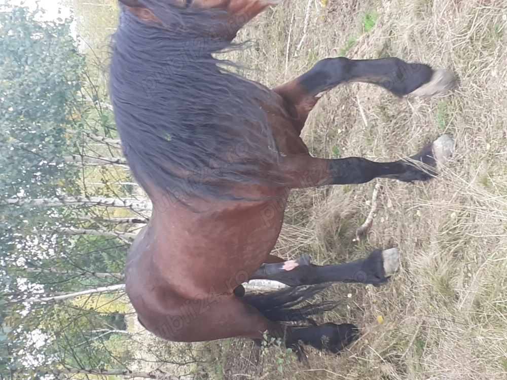 Vand harmasar de 6 ani 