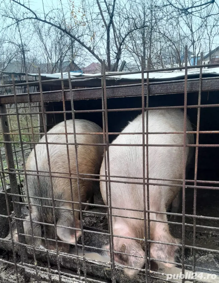 Porci între 130-200 KG