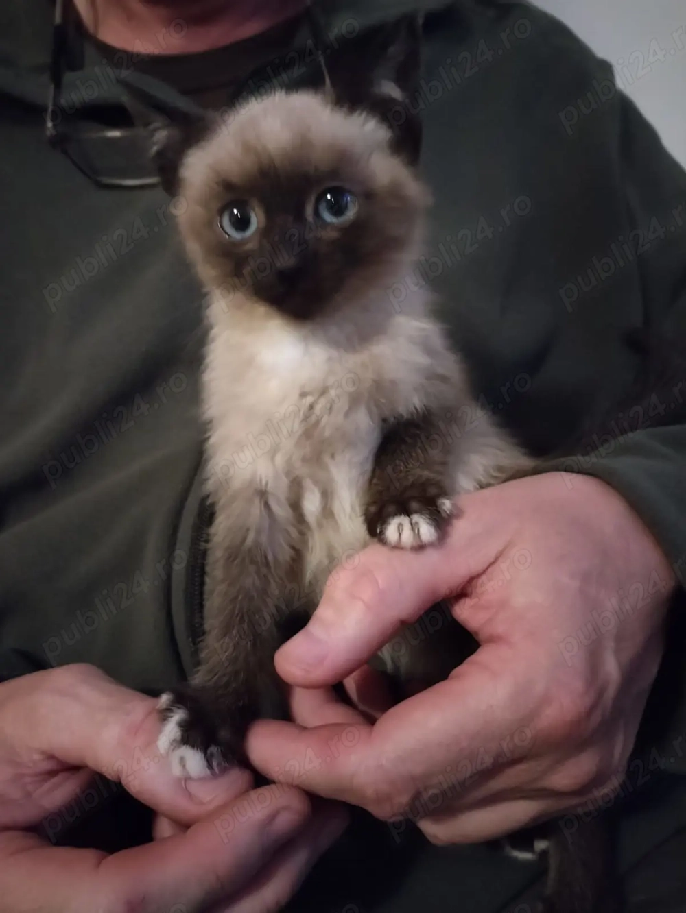 Baietei birmanezi vor acasa