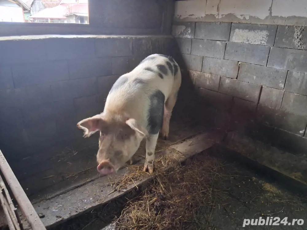 vier pietrain 250-280 de kg