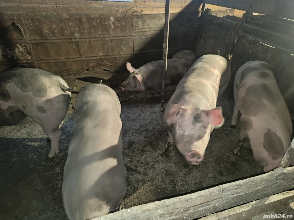 vand porci de carne petreni