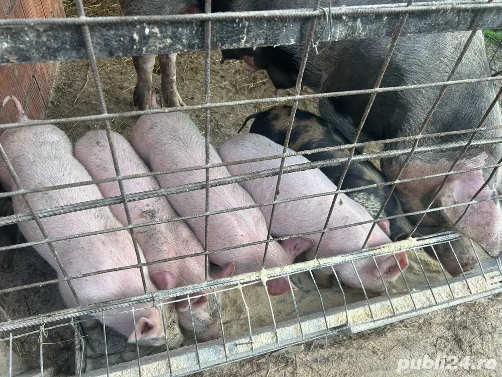 Purcei de 6 saptamani 