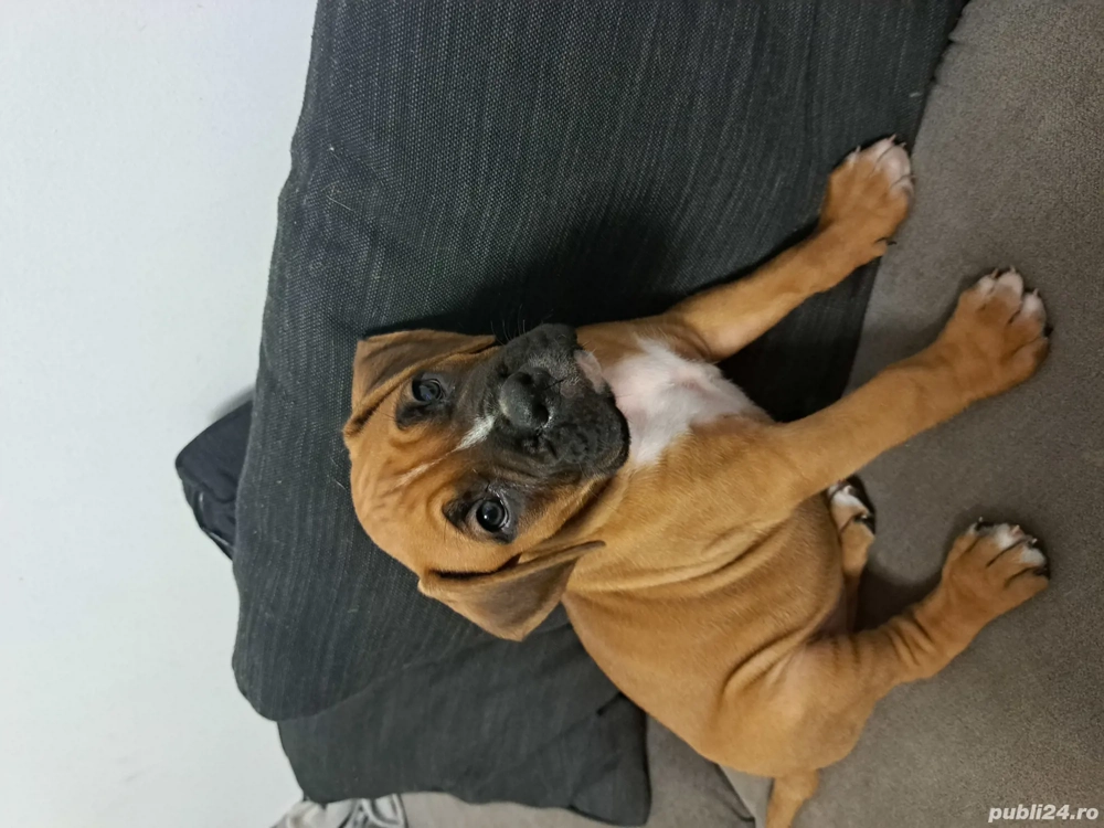 Pui boxeri de vanzare