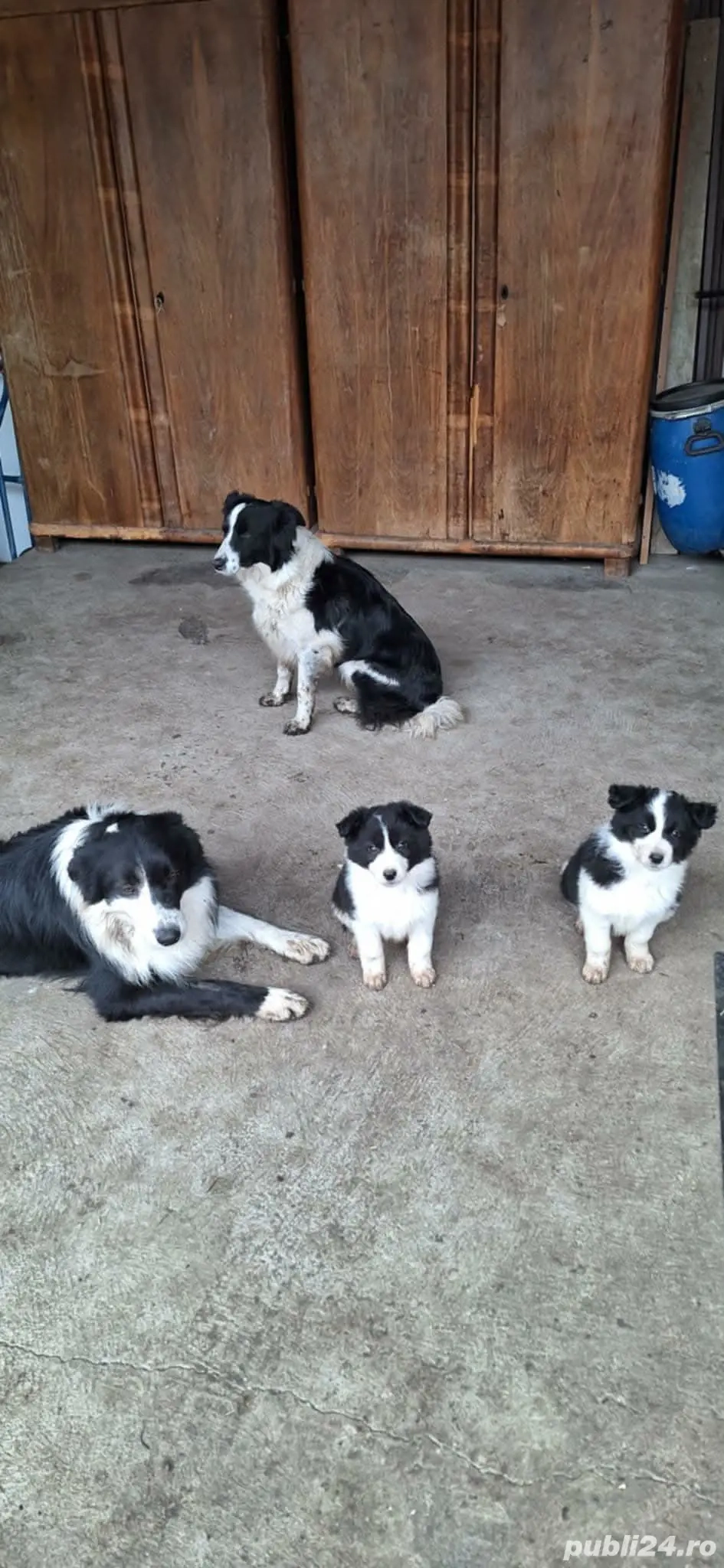 Două cățelușe Border Collie