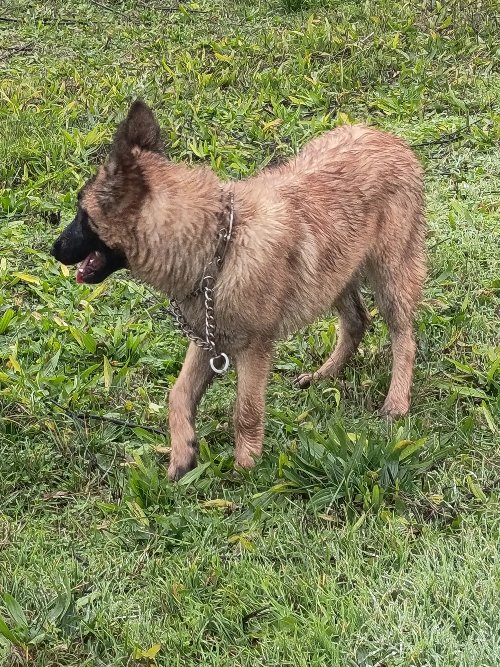 Vând ciobănesc belgian malinois