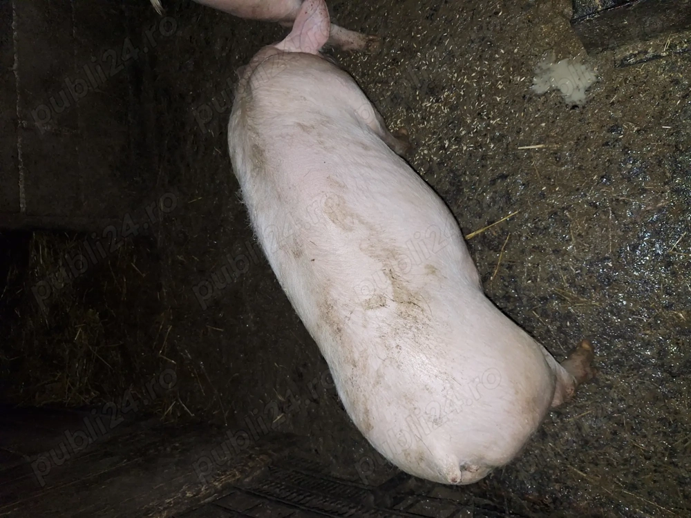 Purcea de 80 de kg de vanzare