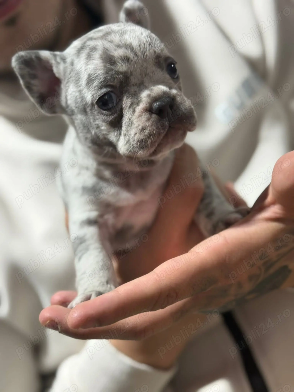 Bulldog francez merle