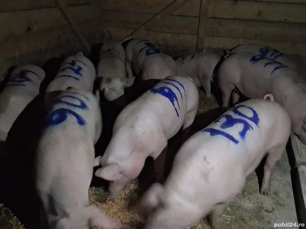 vând porci 100-150 kg