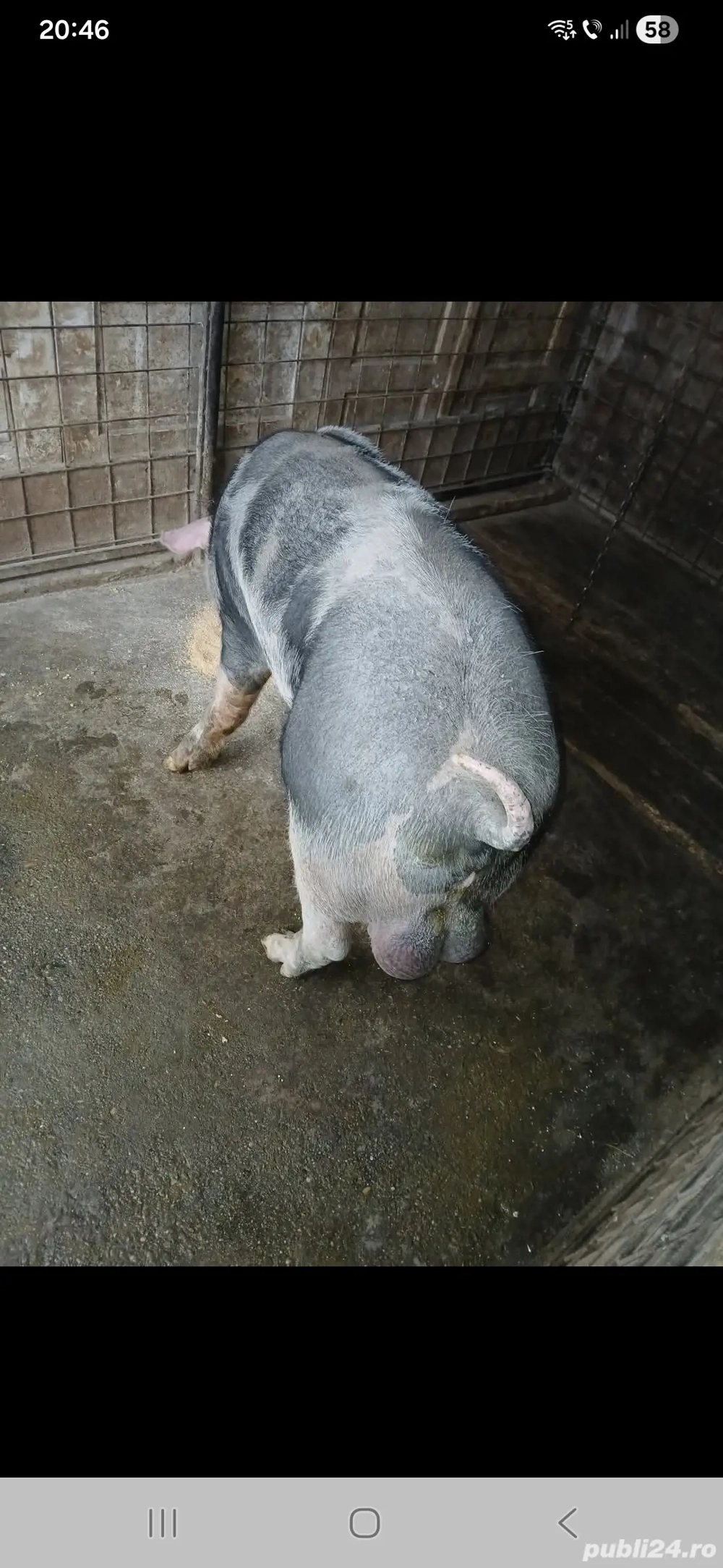 Vând ver pietren de 1 an de 150 kg