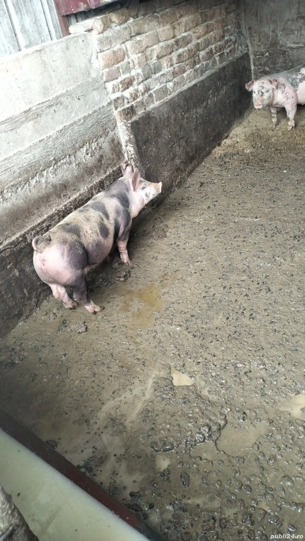 Vând 7 bucăți de purcei 