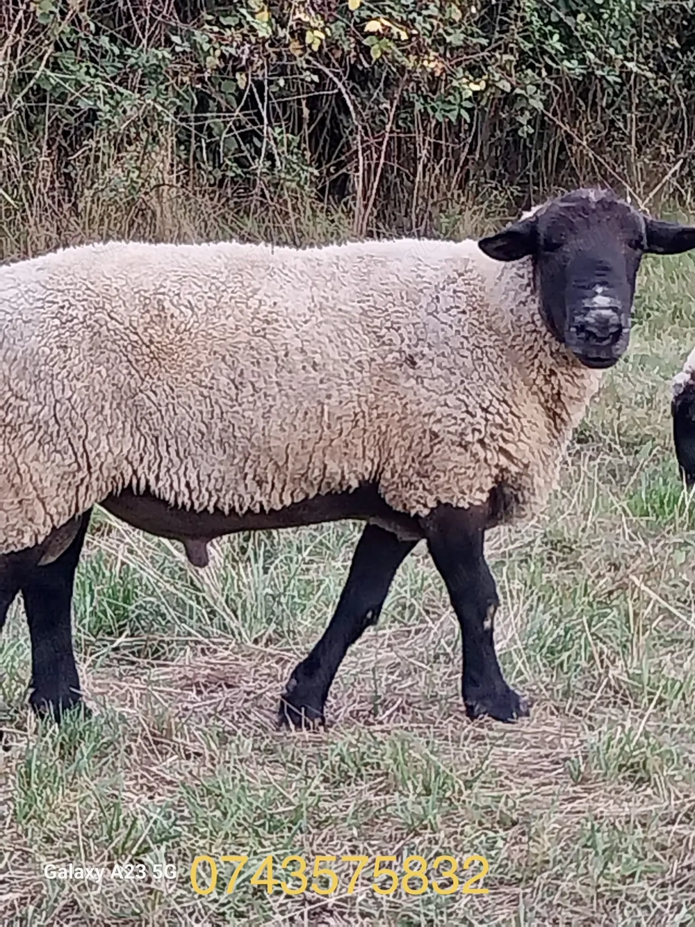 Vand 2 berbeci Suffolk