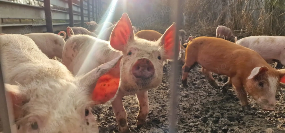 Purcei de vânzare, diferite rase, varsta 2,5 luni