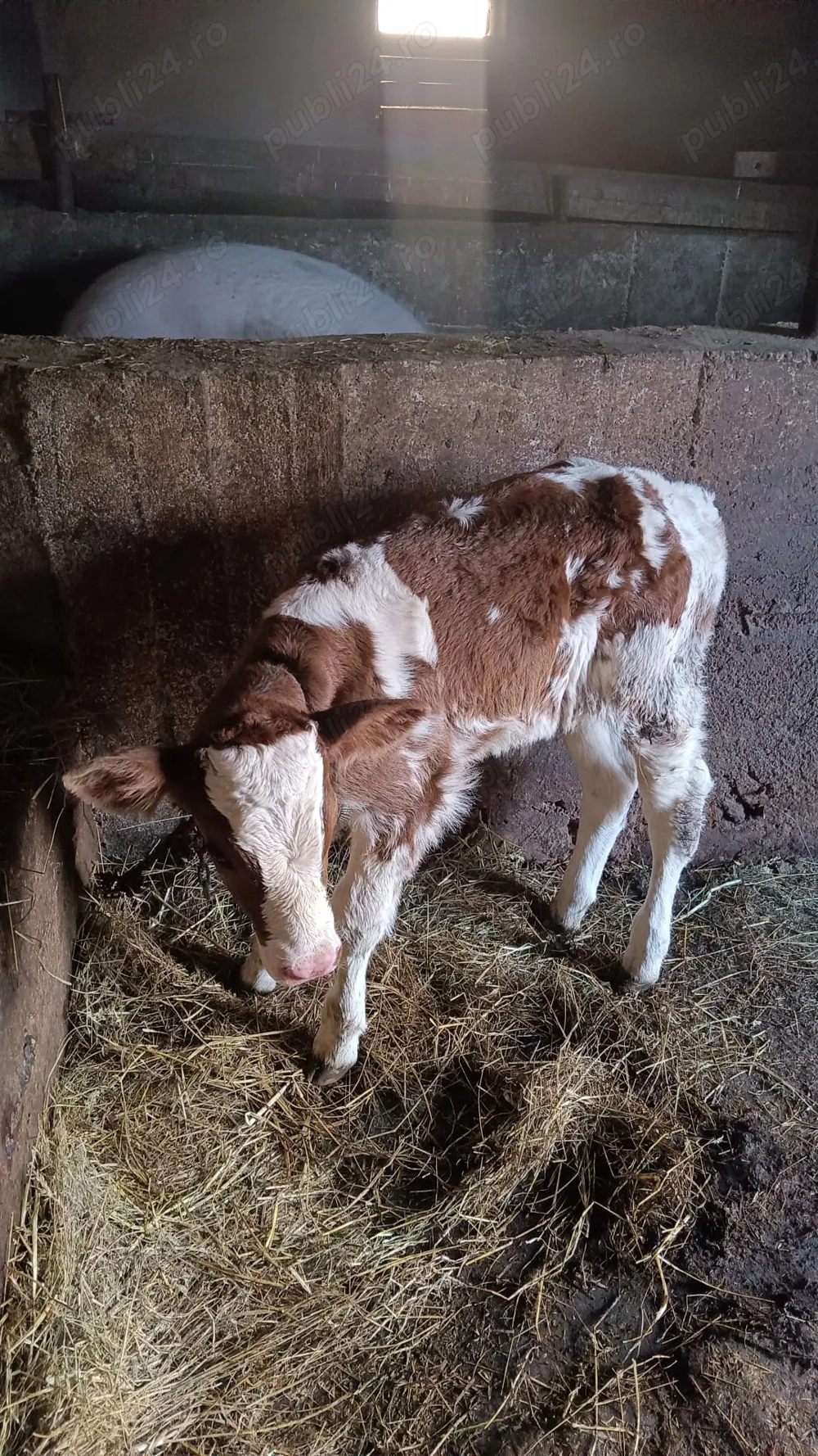 Vand vitel frumos si sanatos