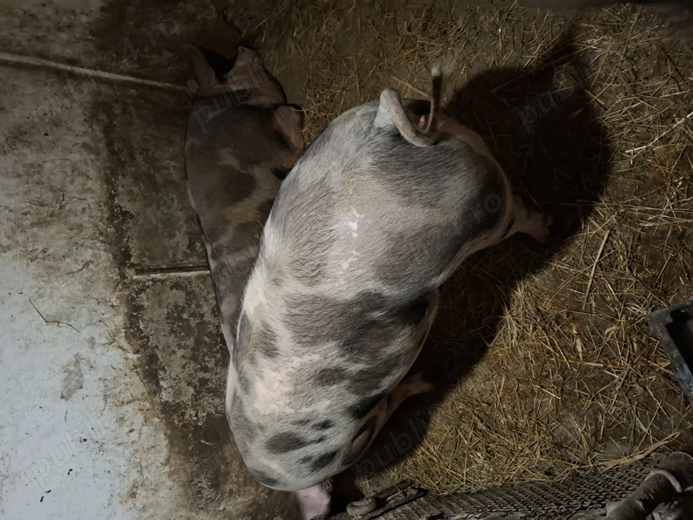 Vând porci in viu sau carcasă 