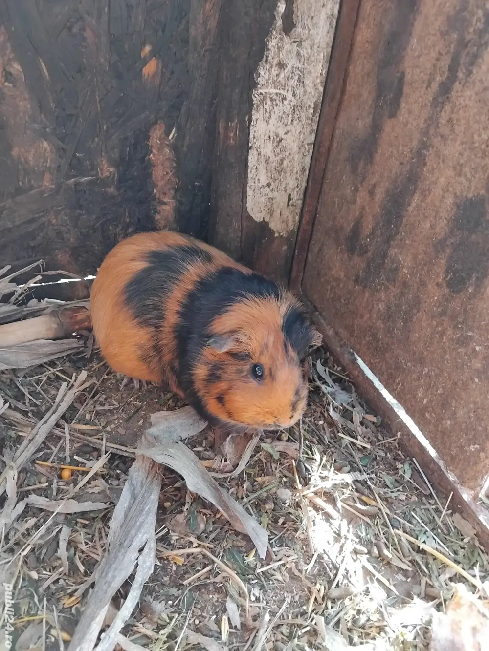 Porcușor de guineea