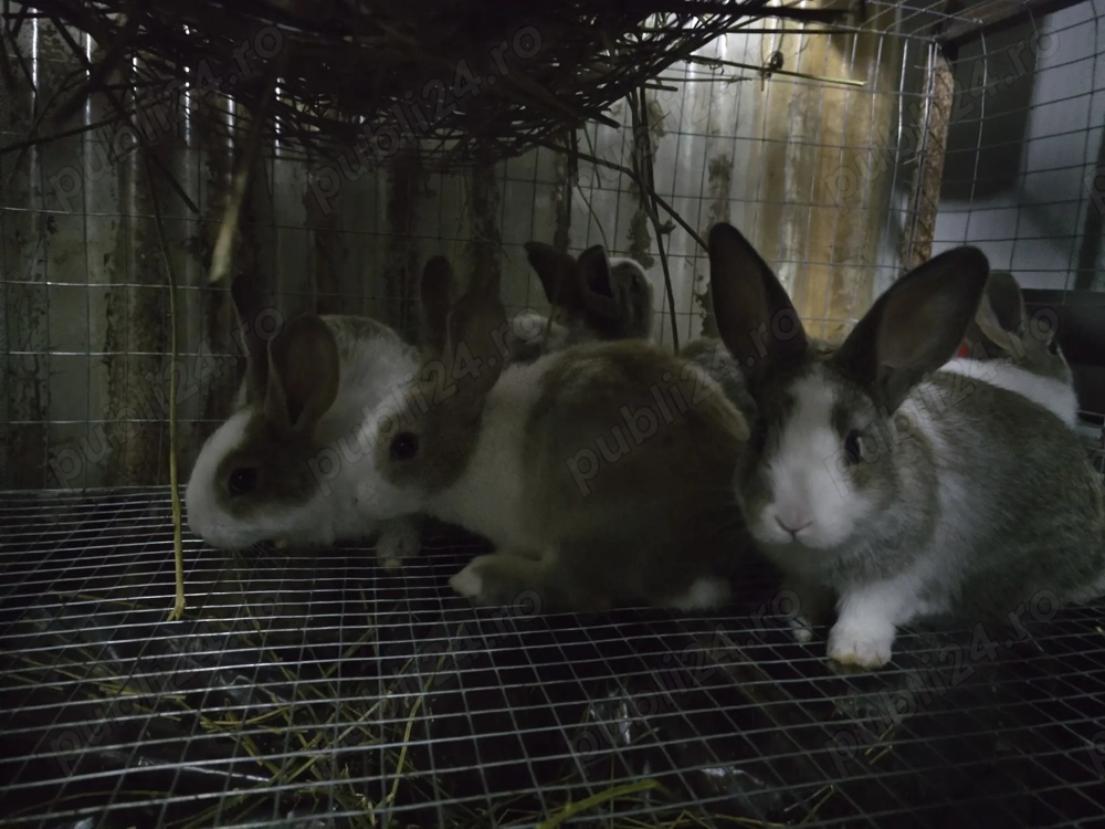 Iepuri carne Alb Pannon si Hycole francez