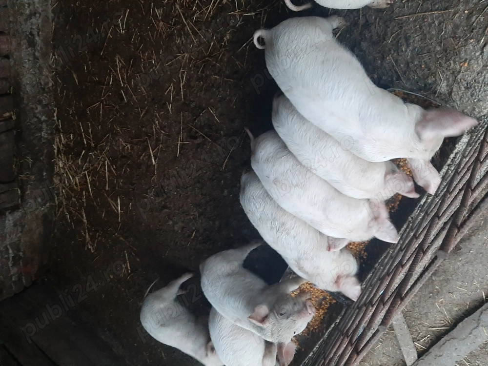 Vând purcei 9 săptămâni 