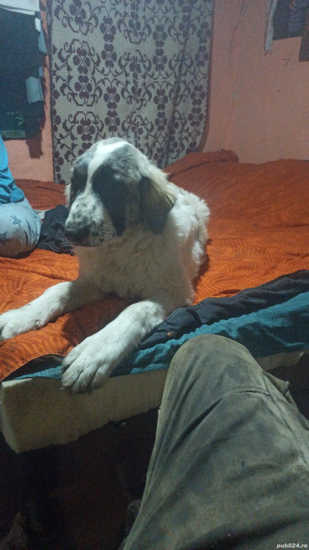 vand sau schimb o catea ciobaneasca