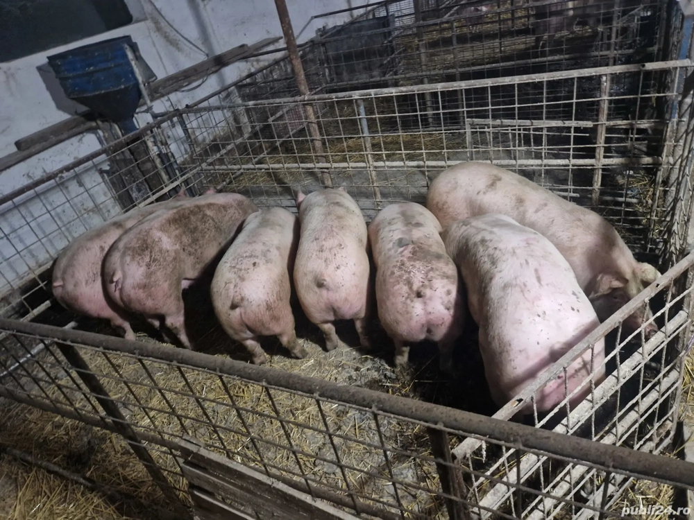 vind porci cu 12lei kg