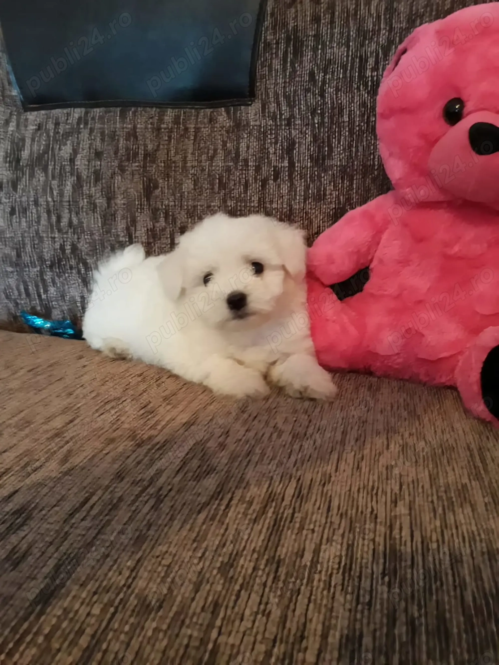 Vând căței bichon