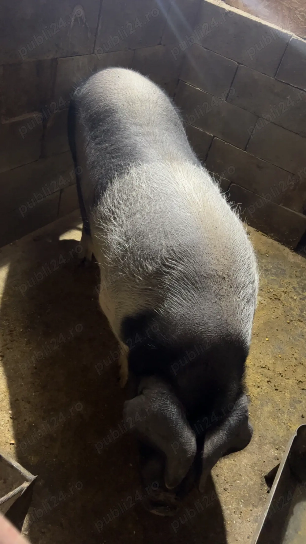 vand porc bazna .pret per kg