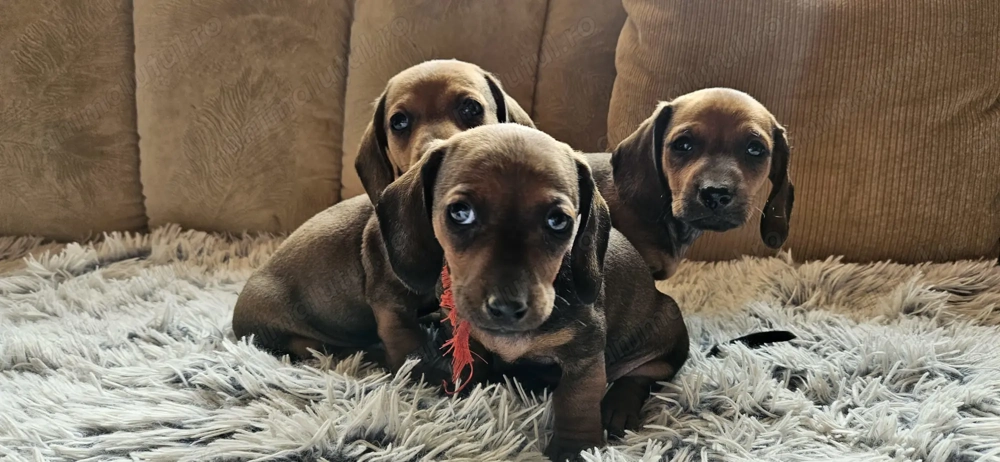 6 catelusi Dachshund 