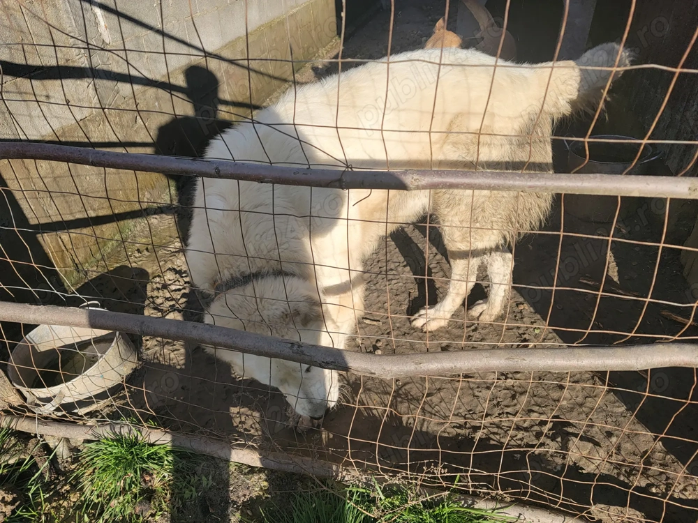 Schimb  berbec Ciobănesc de asia centrală 