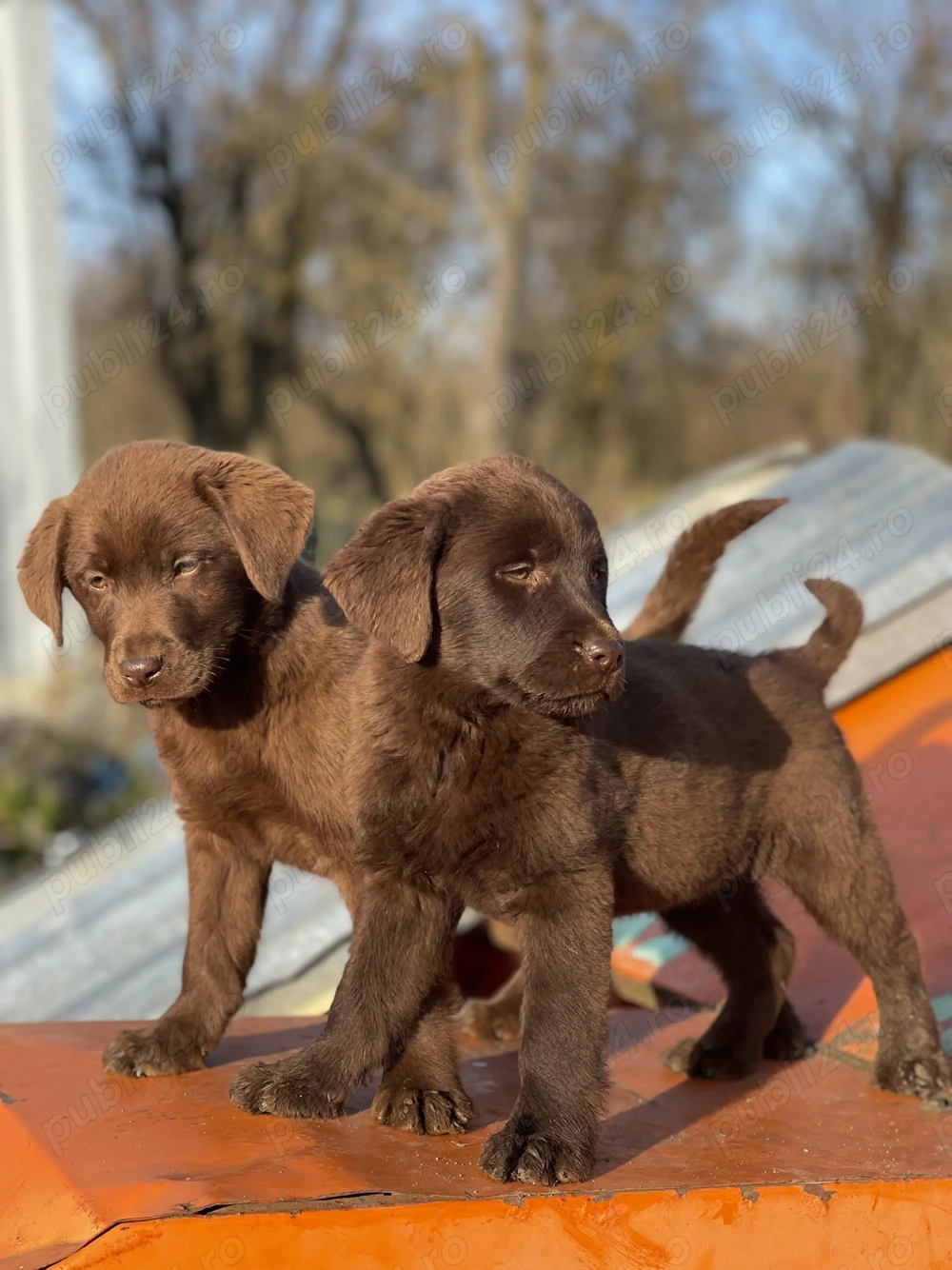 *Labrador Retriever Ciocolatiu ! 