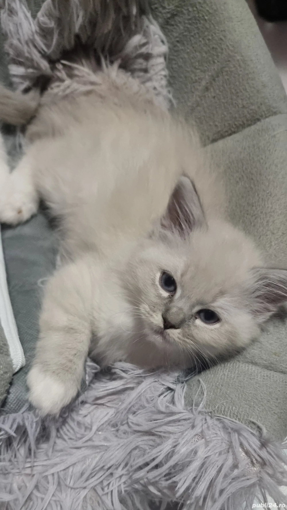 fetiță frumoasă ragdoll disponibila 