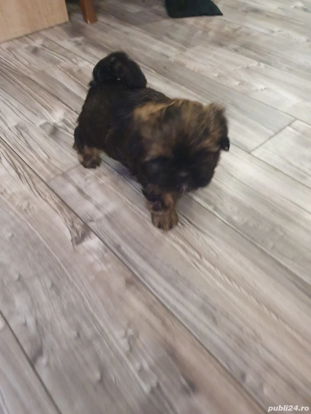 Căței rasa Shi tzu băiețel 