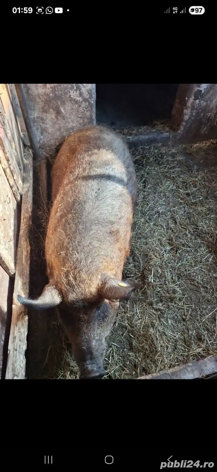 Porc de mangalița ,de curte ,preț 15lei kg în viu