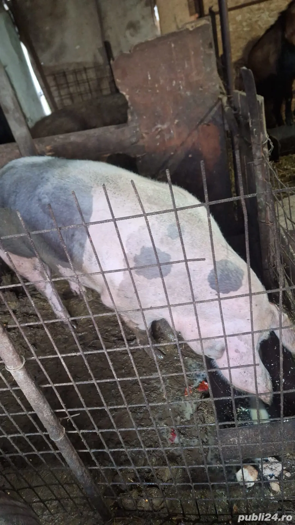 Porc de curte ,rasă de carne, preț 17leikg in viu sau 20lei kgtăiat