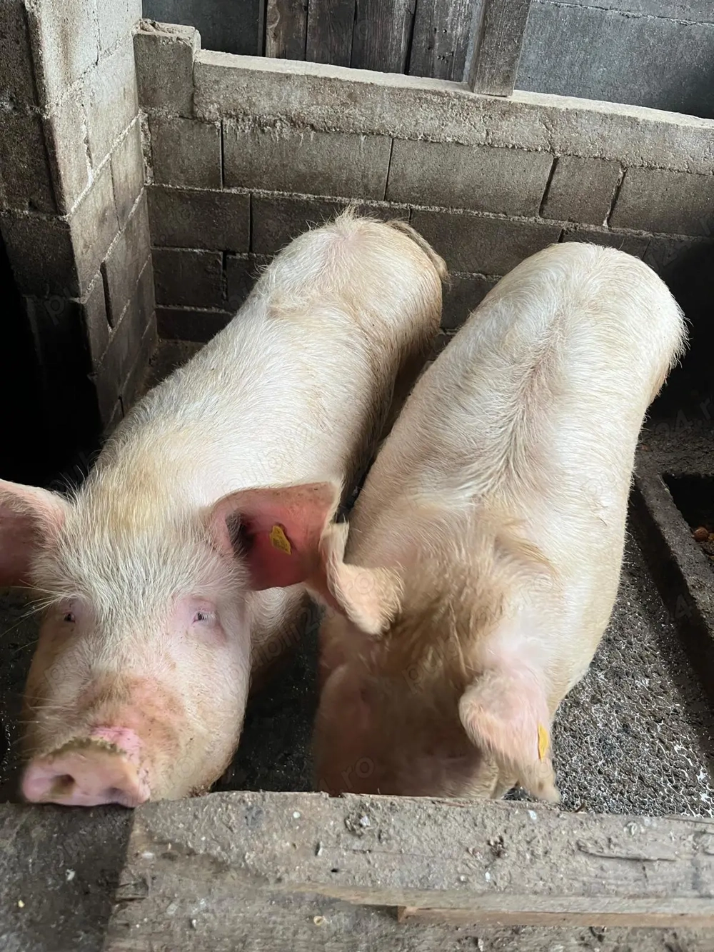 De Vânzare 14 Lei Kg 