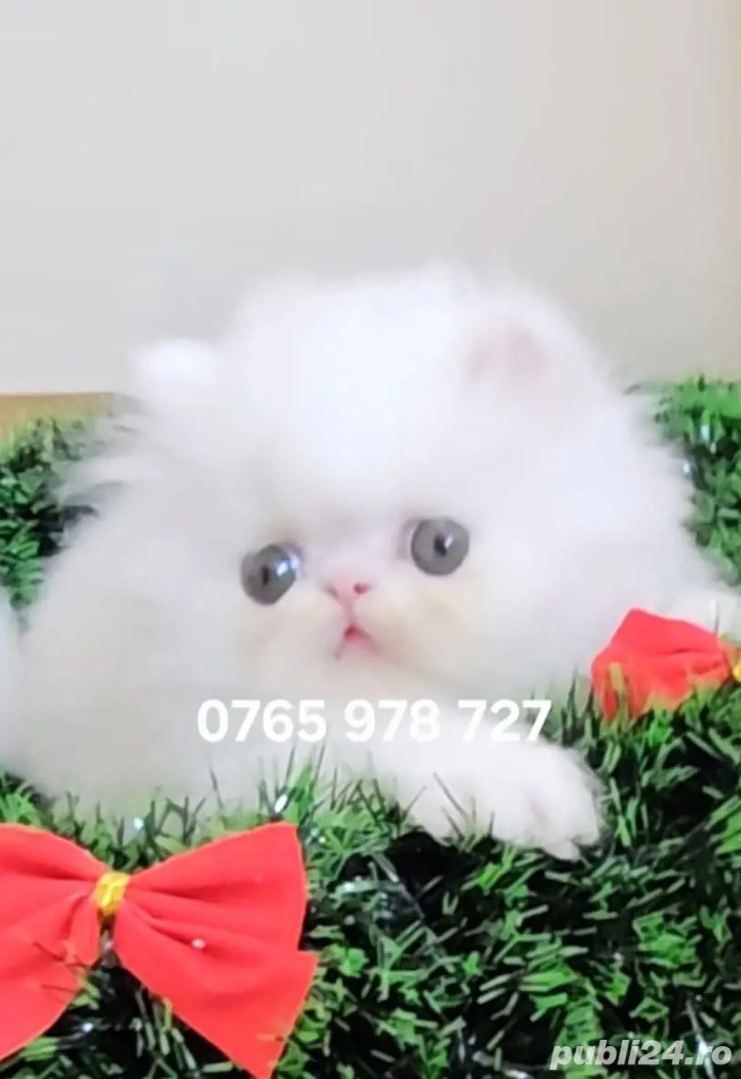 Vand pui persan alb, motănel !