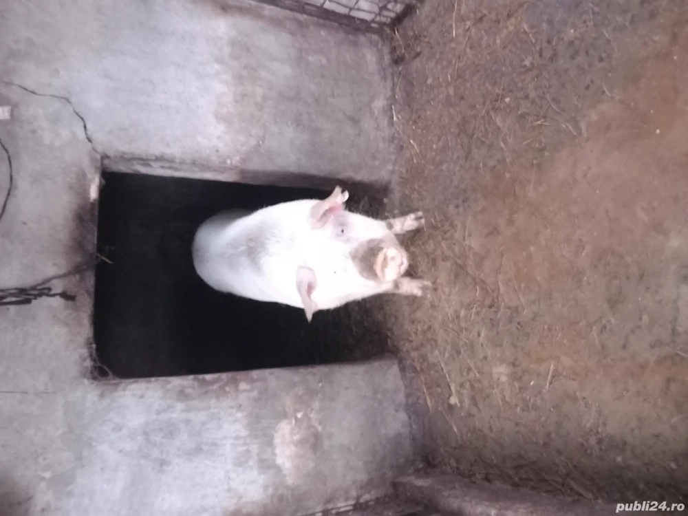 porc de vanzare 