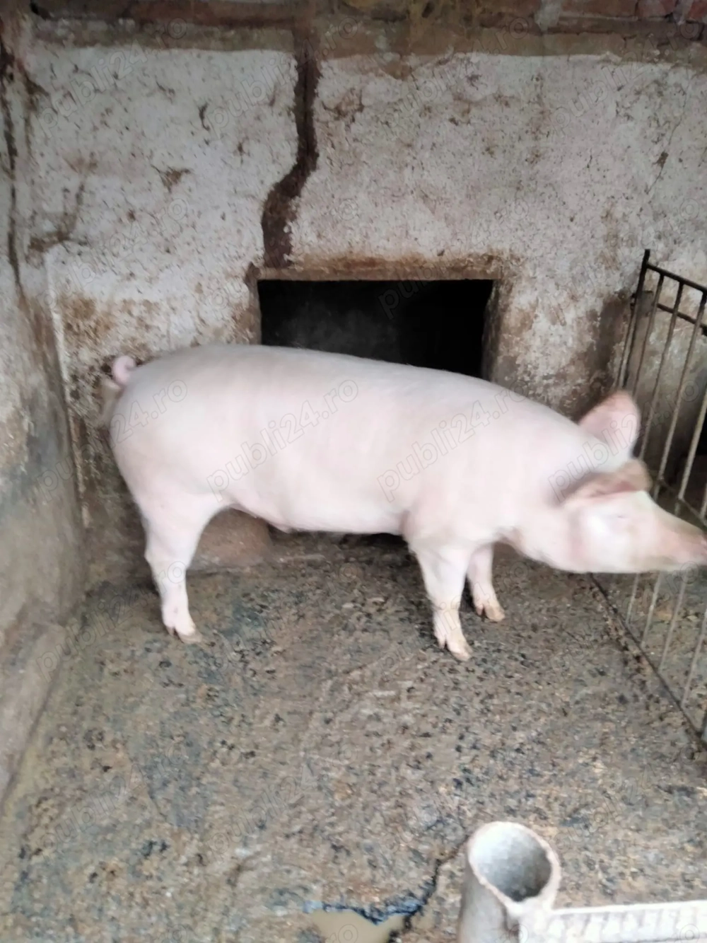 Porci de vânzare 