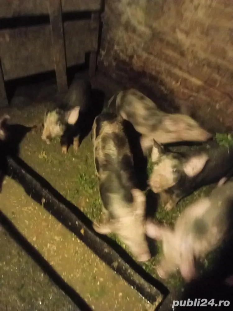 vand purcei petrean belgian