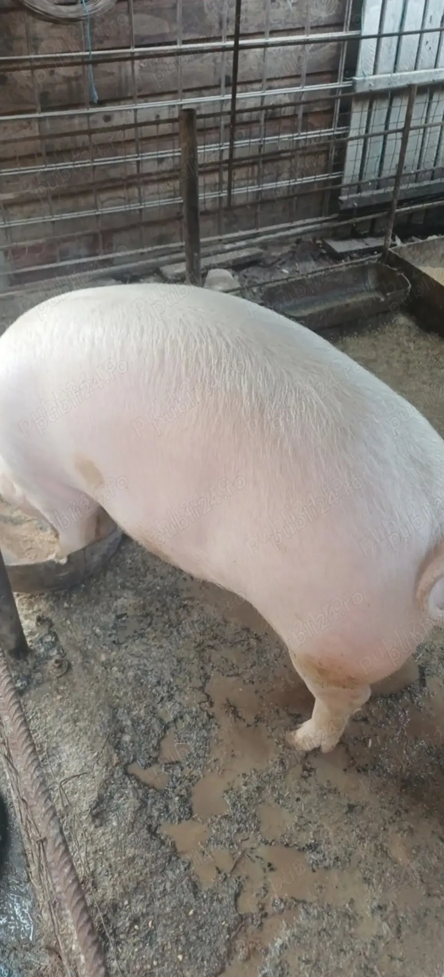 Porci de crăciun 15 lei