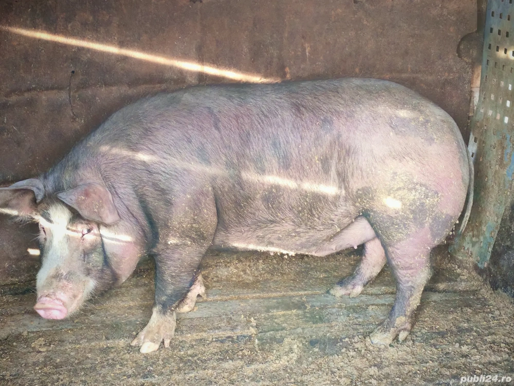 Porci de vanzare