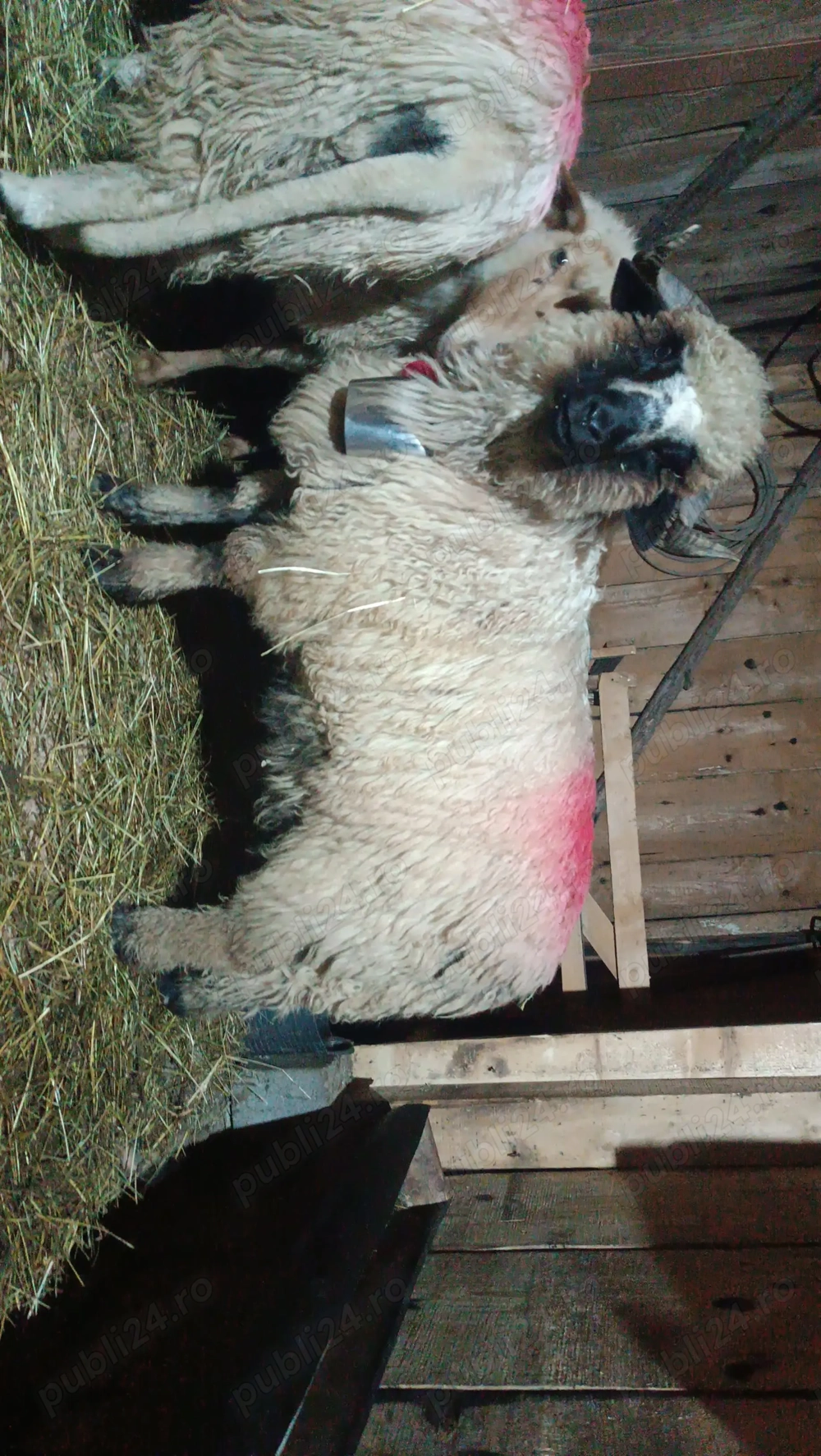 Berbec țurcan de vânzare 