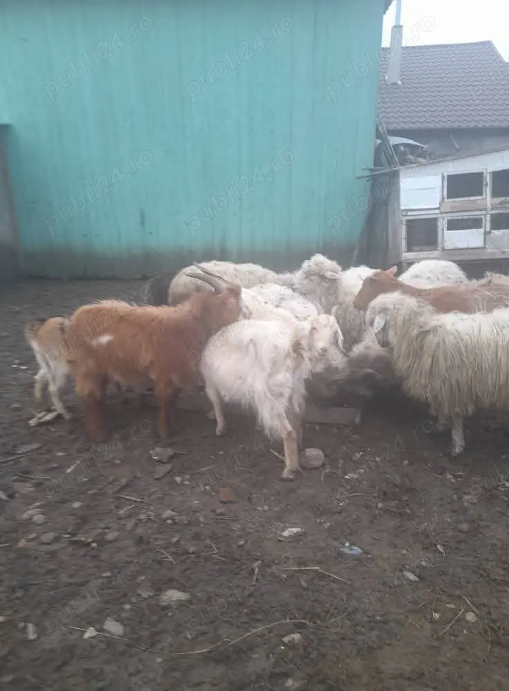 De vânzare 3 capre și un țap 