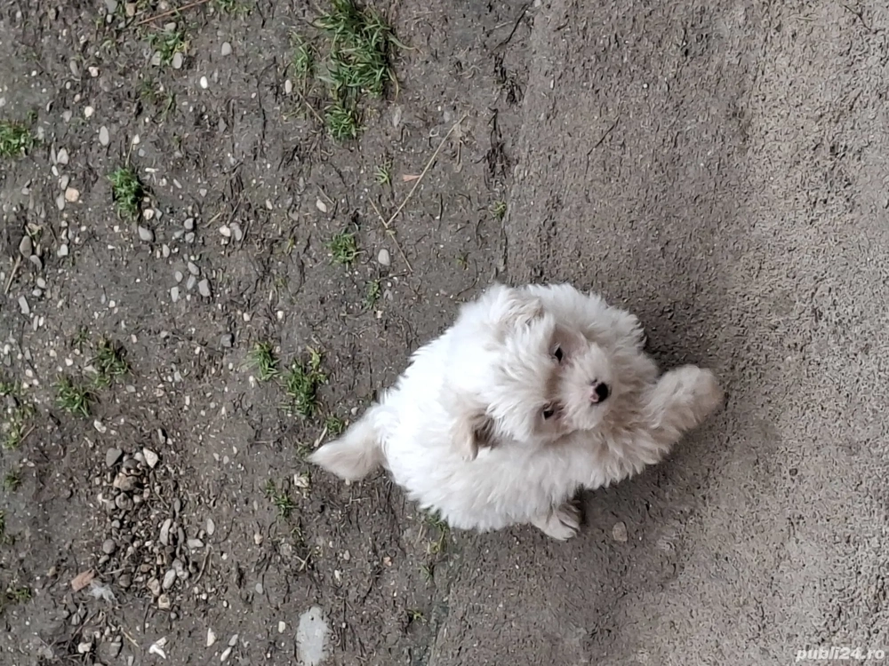 de vânzare mascul bichon maltez